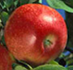 Honeycrisp